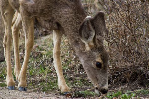 Elk & Wildlife - McGregor Mountain Lodge - Estes Park, CO