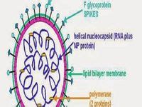 Paramyxovirus