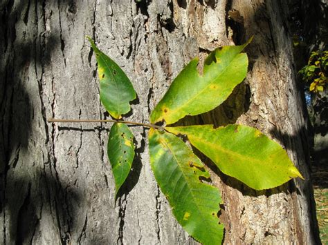 shagbark hickory (Dendrology(PBIO2480)_10/17/19) · BioDiversity4All