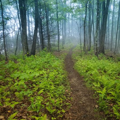 26 Gorgeous Appalachian Trail Photos to Help You Get Through the Week ...