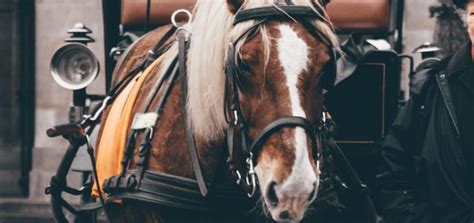 Horse Neigh Sound | Animal Sounds | Free Sounds Library