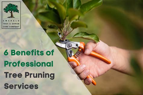 6 Benefits of Professional Tree Pruning Services