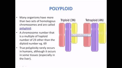 What is Polyploidy - YouTube