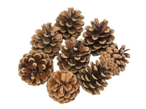 Craft Pine Cones | Art & Craft Factory