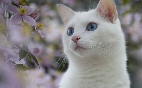 White Cats With Blue Eyes Are Usually Deaf | Care About Cats