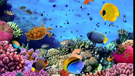 Download 4k Fish And Other Marine Life Wallpaper | Wallpapers.com