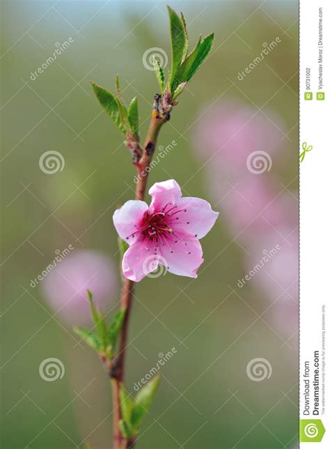 Peach Blossom Closeup on Blurred Greenery Stock Photo - Image of greenery, perennial: 90731002