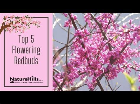 Top 5 Redbud Tree Varieties | NatureHills.com | Redbud tree, Redbud tree varieties, Online plant ...