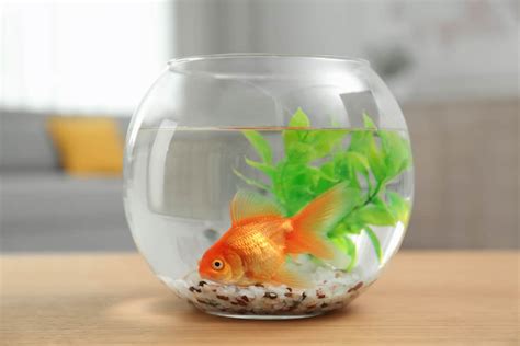 Goldfish Bowl