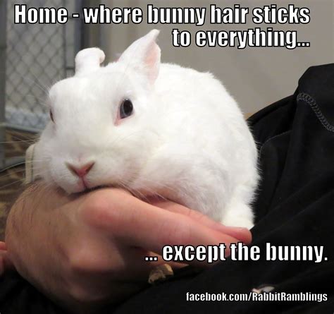 Rabbit Ramblings: Funny Bunny Memes