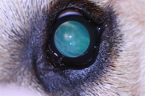 Cataracts in Dogs, Causes, Symptoms, Diagnosis, Treatment of Canine ...