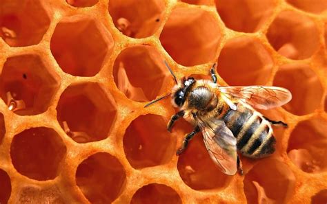 6 Types of Beehives: The Pros and Cons | Pip Magazine