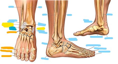 Foot and Ankle (Bone/Ligament) Diagram | Quizlet