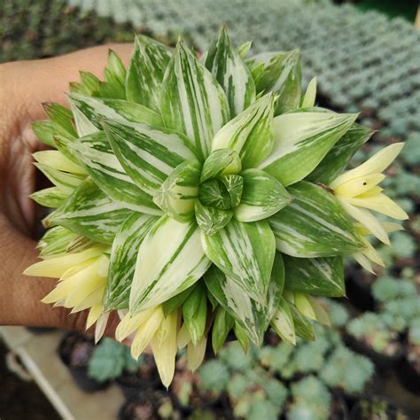 Haworthia Cymbiformis Variegated