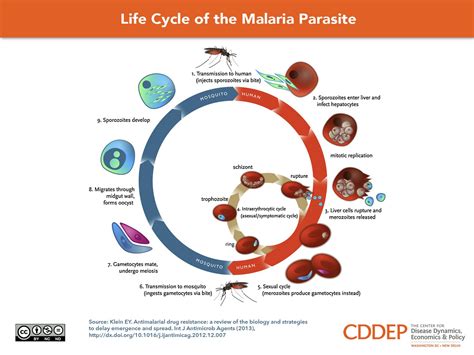 INFOGRAPHIC: Life cycle of a malaria parasite. | Malaria: advocacy resources | Pinterest | Cycling