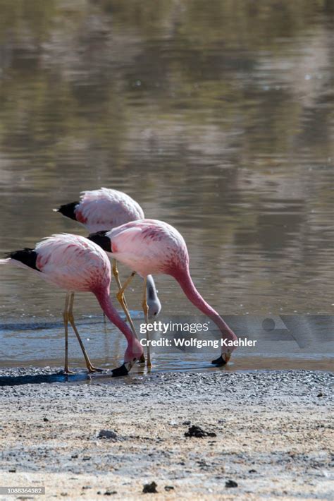 Three Andean flamingos feeding in Laguna Machuca in the Atacama... News Photo - Getty Images