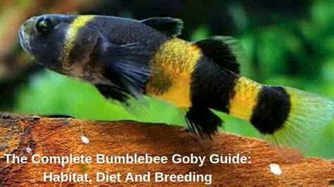 The Complete Bumblebee Goby Guide: Habitat, Diet And Breeding