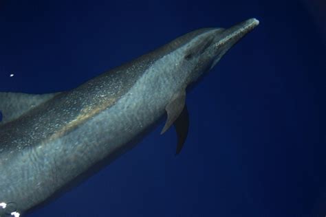 Pantropical Spotted Dolphin | NOAA Fisheries