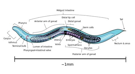 Microscope World Blog: C. Elegans under the Microscope