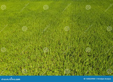 Wide Aerial View of a Beautiful Marijuana CBD Hemp Field Stock Photo - Image of industry ...