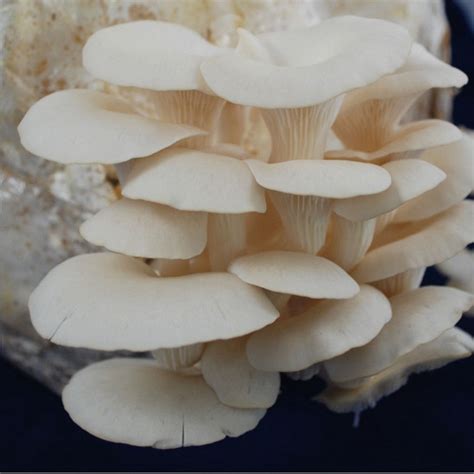 White Elm Oyster – Everyday Mushrooms