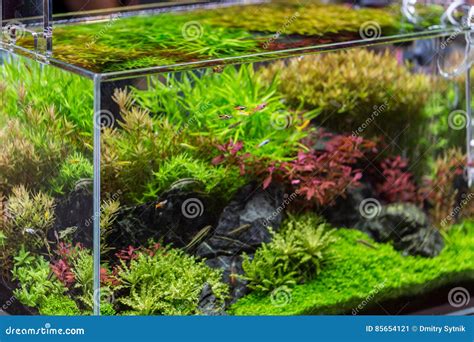 Decorative Aquarium with Plant from Glass Stock Image - Image of water, wildlife: 85654121