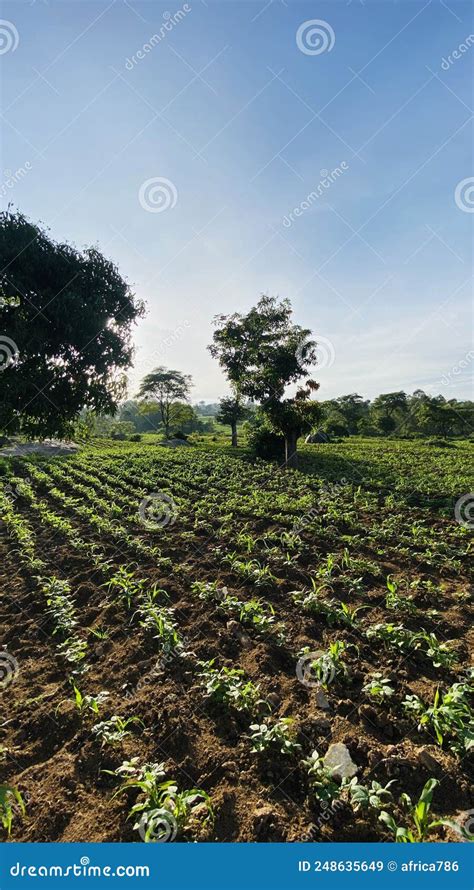 Rural Farm in Bungoma County Kenya Stock Image - Image of rural, farm ...