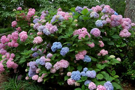 HYDRANGEA MACROPHYLLA – GLISSANDO Garden Center