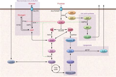 Fructose metabolism and metabolic disease. - Abstract - Europe PMC