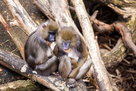 2 Monkeys Hugging Stock Photos - Download 222 Royalty Free Photos