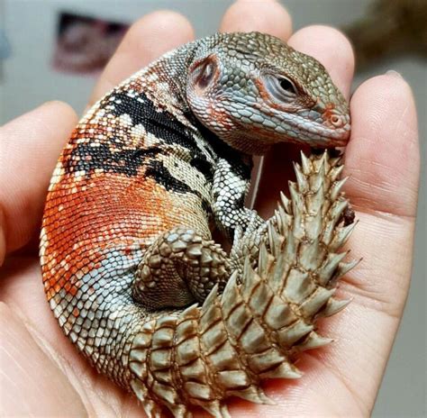 Are Lizards Good Pets To Have at Dallas Good blog