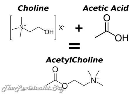 Acetylcholine - The Revisionist