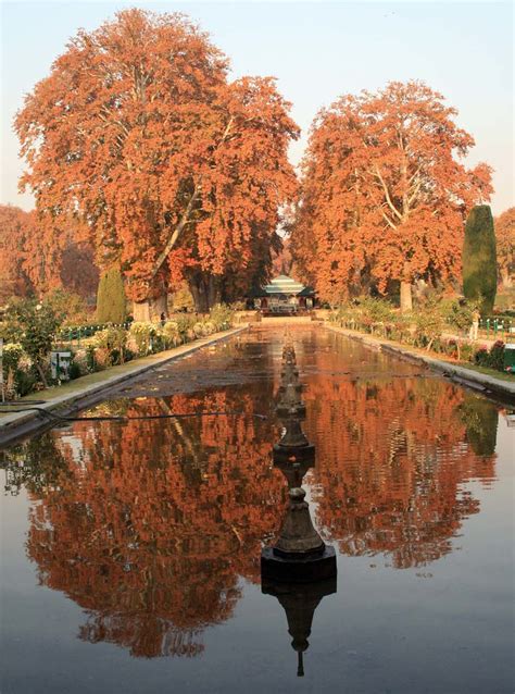 Kashmir Autumn | Leaves of a Chinar tree in the famous Mugha… | Flickr