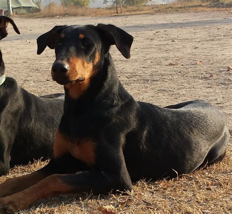 27+ Female Dobermann Picture - Bleumoonproductions