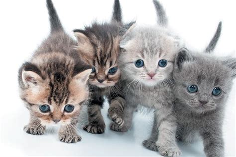 Kittens are born with blue eyes, which change depending on melanin in ...