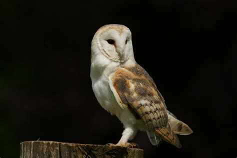 Barn Owl - Facts, Pictures, Diet, Breeding, Habitat, Behaviour, Lifestyle | Animals Adda