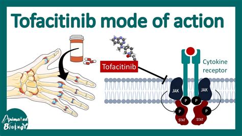 Tofacitinib | JAK (Janus Kinase Pathway) Inhibitor Tofacitinib - pharmacology, mechanism of ...