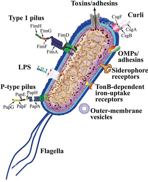 | Escherichia coli adhesins and harboring/motile structures. | Download ...