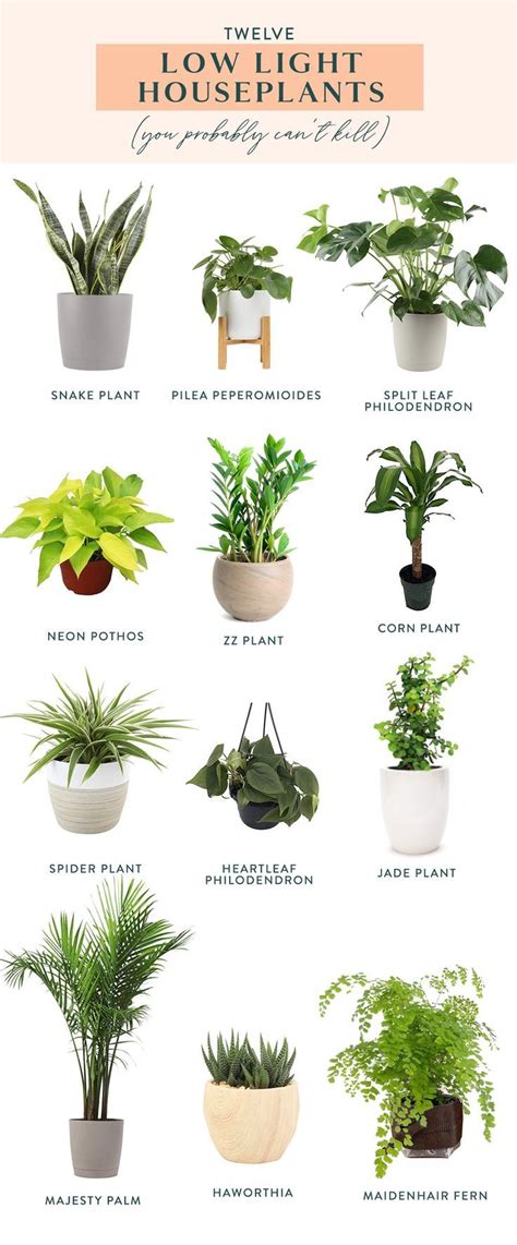 Twelve Low Light Indoor Plants You Probably Can't Kill | Low light house plants, Indoor plants ...