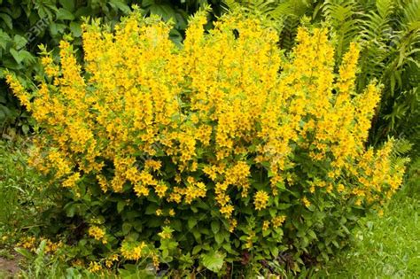 Beautiful Yellow Perennial Flowers Of Lysimachia Punctata Grow.. | Yellow perennials, Flowers ...