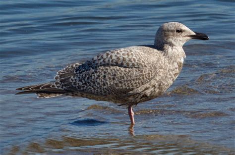 Iceland Gull | San Diego Bird Spot