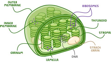 Chloroplast Structure Revision notes | A-Level Biology AQA | Cognito