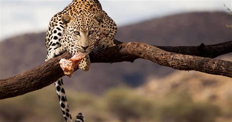 leopard namibia 4k ultra hd wallpaper | Animals, Animal photography wildlife, Africa wildlife