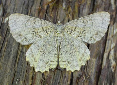 Geometer Moth - Epimecis hortaria - BugGuide.Net