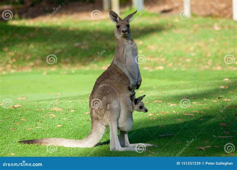 Madre Del Canguro De Australia Y Bebé Lindo Del Joie En Bolsa Imagen de ...