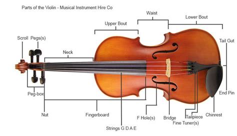 Image result for violin dimensions pdf | Violin, Violin art, Violin music