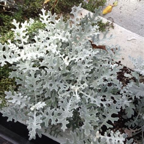 Dusty Miller (Senecio Cineraria) 200 seeds (#2219) - Namų zona