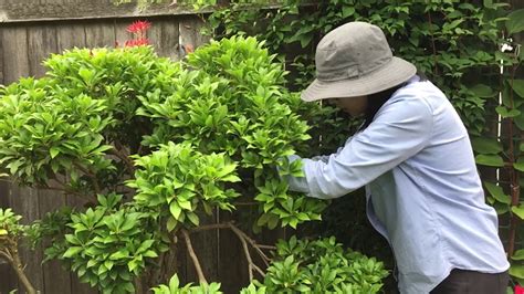 Pieris Plant Pruning