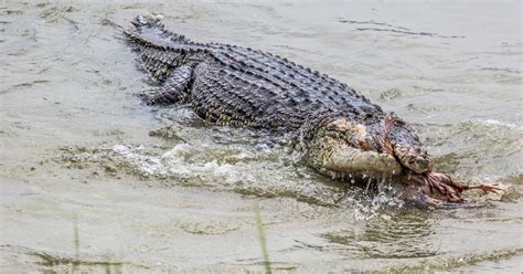 Great White Shark Vs Saltwater Crocodile - Who Would Win? - Animals ...