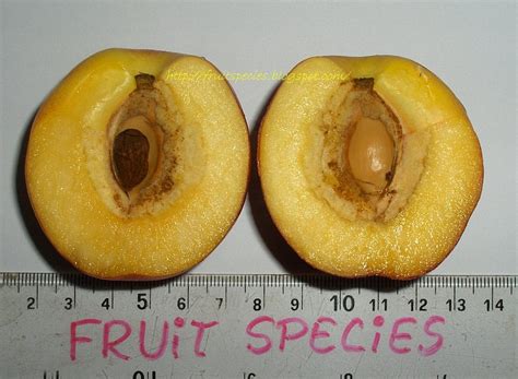 Fruit Species: NECTARINE (Yellow Flesh)